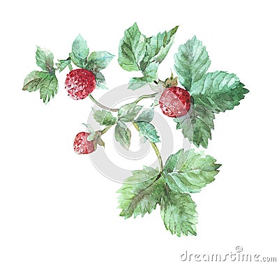 Indian strawberry stem with leaves Stock Photo