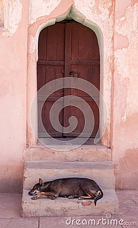 Indian Street Dog Dozing in the Shade Stock Photo