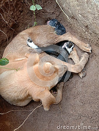 INDIAN STREET FEMALE DOG WITH SMALL NEW BORN PUPPYS Stock Photo