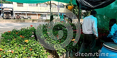 indian street plants store public buying for home decorating item Editorial Stock Photo