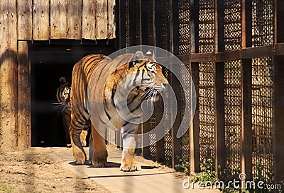 Indian tiger in cage Stock Photo