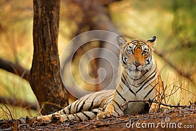 Indian tiger female with first rain, wild animal in the nature habitat, Ranthambore, India. Big cat, endangered animal. End of dry Stock Photo