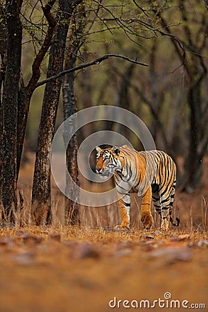 Indian tiger with first rain, wild danger animal in the nature habitat, Ranthambore, India. Big cat, endangered animal, nice fur c Stock Photo