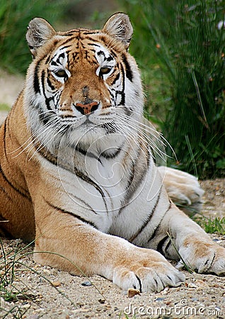 Indian Tiger laying Stock Photo