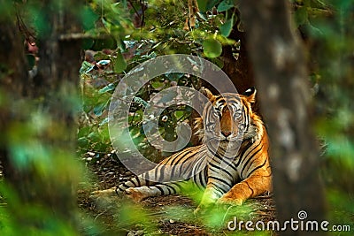 Indian tiger male with first rain, wild animal in the nature habitat, Ranthambore, India. Big cat, endangered animal. End of dry s Stock Photo