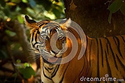 Indian tiger, wild animal in the nature habitat, Ranthambore, India. Big cat, endangered animal. End of dry season, beginning mons Stock Photo