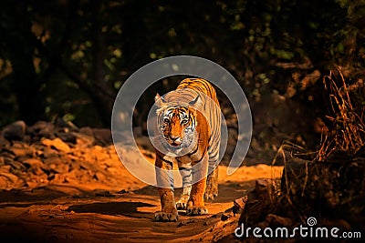 Indian tiger, wild animal in the nature habitat, Ranthambore NP, India. Big cat, endangered animal. End of dry season, beginning Stock Photo