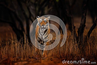 Indian tiger, wild animal in the nature habitat, Ranthambore NP, India. Big cat, endangered animal. End of dry season, beginning Stock Photo