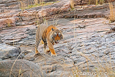 Indian tiger, wild danger animal in nature habitat, Ranthambore, India. Big cat, endangered mammal, nice fur coat. End of dry seas Stock Photo