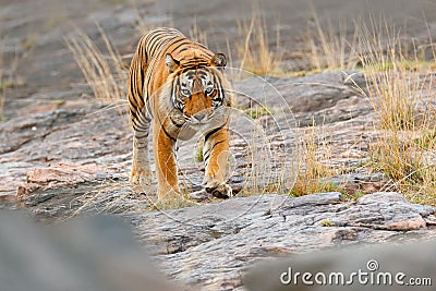 Indian tiger, wild danger animal in nature habitat, Ranthambore, India. Big cat, endangered mammal, nice fur coat. Tiger on stone Stock Photo