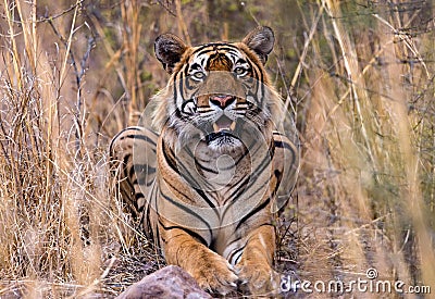 Indian tiger in wild Stock Photo