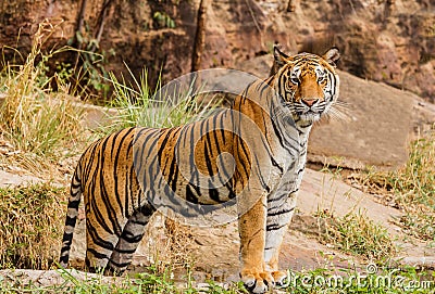 An Indian tiger in the wild. Royal, Bengal tiger Stock Photo