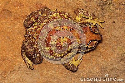 Indian Toad, Duttaphrynus melanostictus, Mulshi, Maharashtra Stock Photo