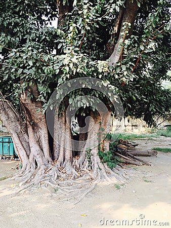 Tree full of life and beauty. Stock Photo