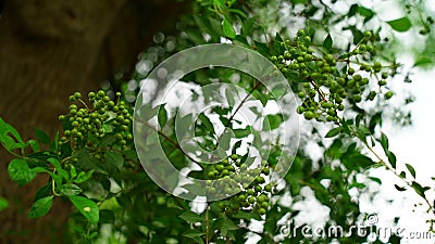 Indian tropical Henna Tree view. New budding plant mainly uses in medicinal purpose and hair dye. Stock Photo