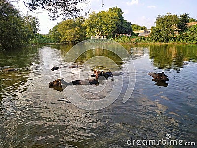Indian Village buffalo swim in lake Stock Photo