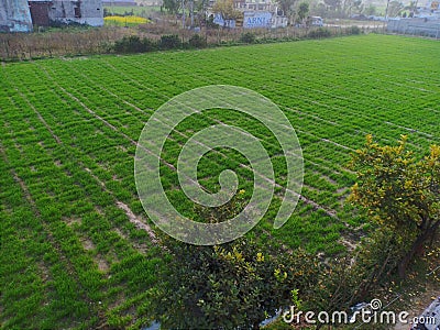 Indian village farmland croped by farmer Stock Photo