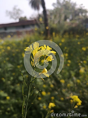 Indian village Mustard flower photography mobile photography Village pictures Stock Photo