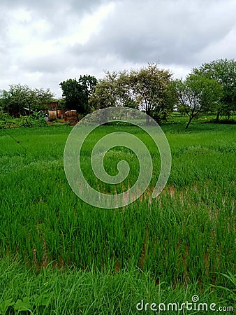 Indian village& x27;s true farms and rice plants house and trees sky nature Stock Photo