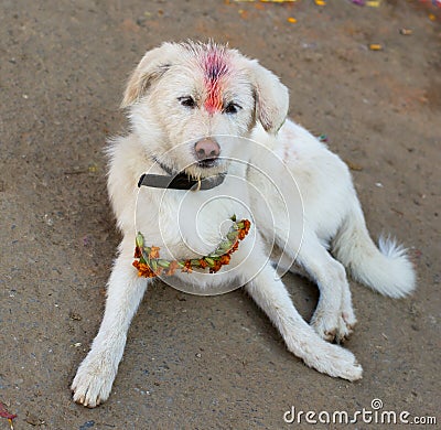 Indian white holy dog Stock Photo