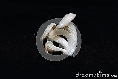 Indian White Mushroom petals arranged in a circular manner ready for cooking Stock Photo