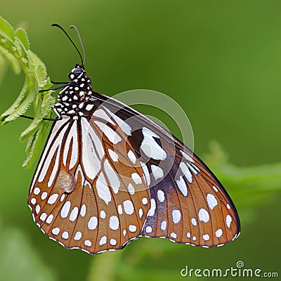 Indian white tiger butterfly, natural, nature, wallpaper Stock Photo