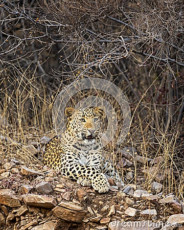 Indian wild adult male leopard or panther portrait on with angry face expressions in wildlife jungle safari at forest of india Stock Photo