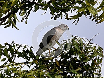 The Indian Wildlife bird falcon Stock Photo