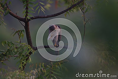 The Indian Wildlife bird falcon Stock Photo