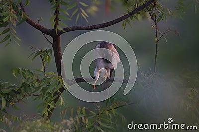 The Indian Wildlife bird falcon Stock Photo