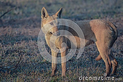 Indian wolf dag in wildlife Stock Photo