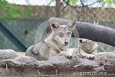 Indian wolf or Gray Wolf Stock Photo