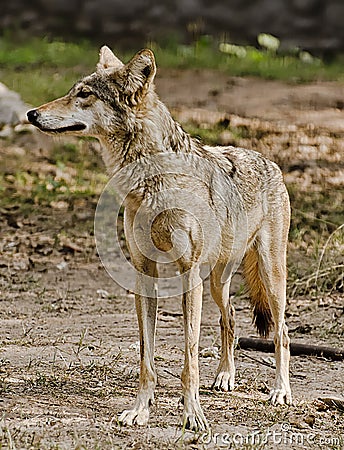 An Indian wolf Stock Photo