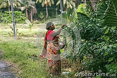 an Indian woman collects white flowers from the tree to the basket Editorial Stock Photo