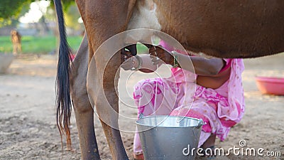 woman milking a cow in a rural area at sunset and woman colorful cloth and green background Stock Photo