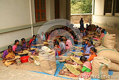 Indian woman sorting cardamon Editorial Stock Photo