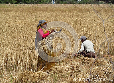 Indian woman working in the field Editorial Stock Photo