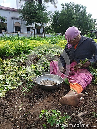 Indian Women Work At Agriculture With Soil Editorial Stock Photo