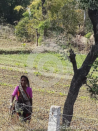 Indian women working in field . Editorial Stock Photo