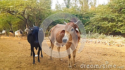 Indian Yellow Bull And Black Bull Standing. Stock Photo