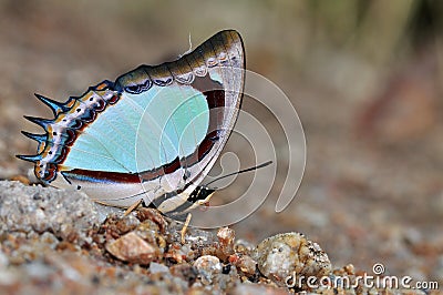 Indian Yellow Nawab butterfly Stock Photo
