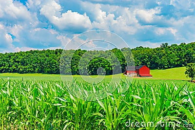 Indiana red barn in rural farm country near corn crop. Stock Photo