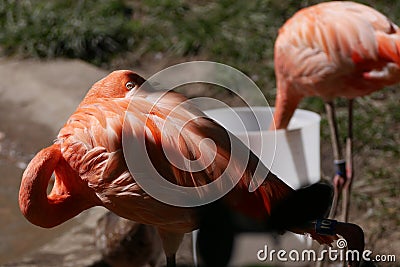 Shy Flamingo Spies Photographer at Zoo Stock Photo