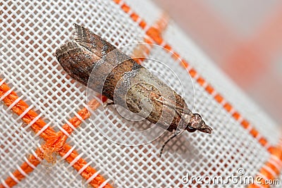 Indianmeal moth, Plodia interpunctella, posed on a fabric curtain Stock Photo