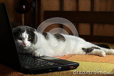 Indifferent lazy cat lying in front of laptop Stock Photo