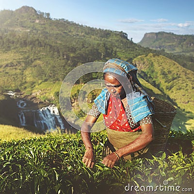 Indigenious Sri Lankan Tea Picker Agricultural Farm Concept Editorial Stock Photo