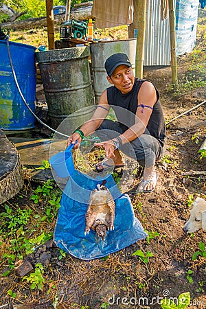 Indigenous Ecuadorian shaman guy butchering an armadillo for lunch Editorial Stock Photo