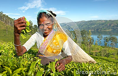 Indigenous Sri Lankan Tea Picker Concept Stock Photo