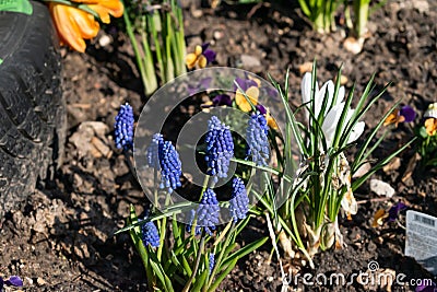 Indigo bell flowers in public garden Stock Photo