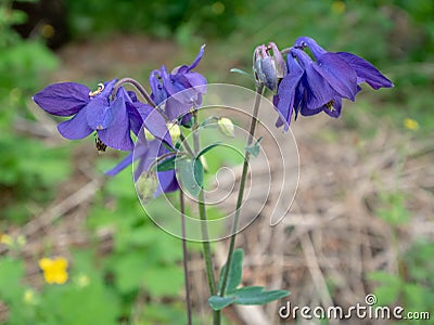 indigo blue bell flower Stock Photo